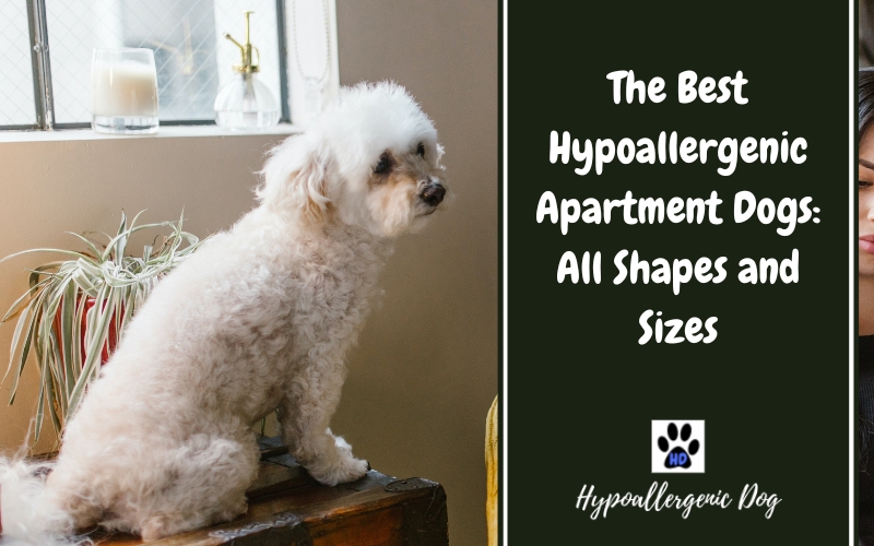 best hypoallergenic apartment dogs.