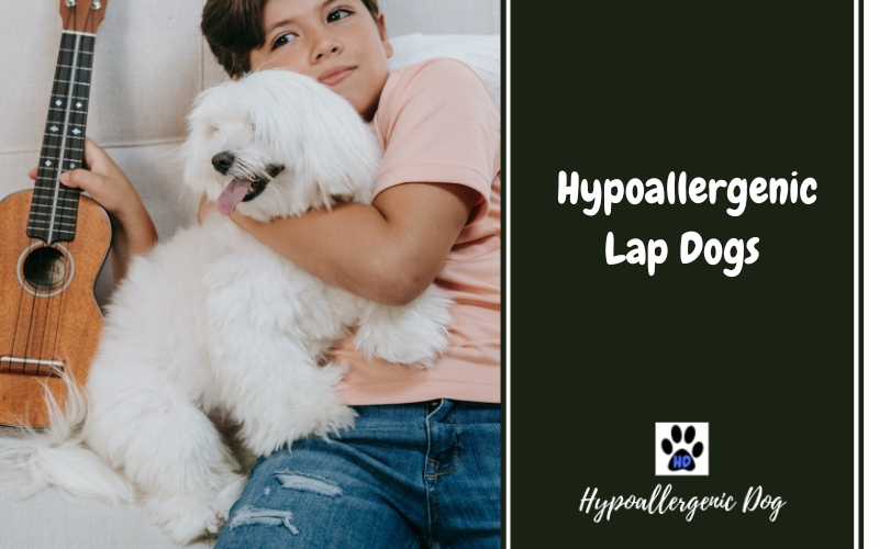 best hypoallergenic lap dogs.