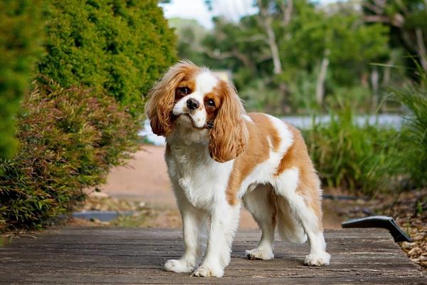 do cavalier king charles spaniels shed a lot.