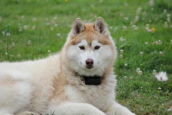 dog with fur siberian husky.
