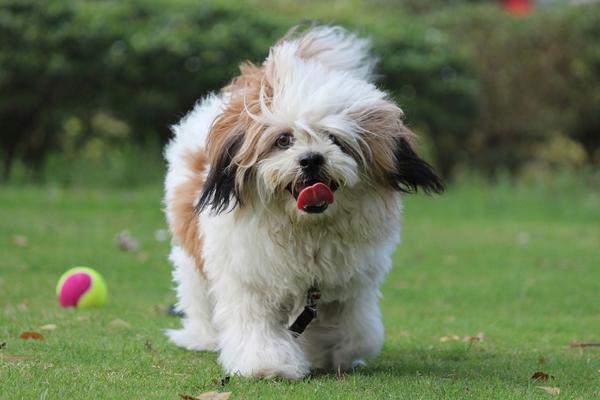 dog with hair Lhasa Apso.