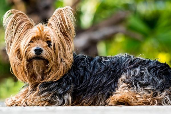 dog with hair yorkshire terrier.