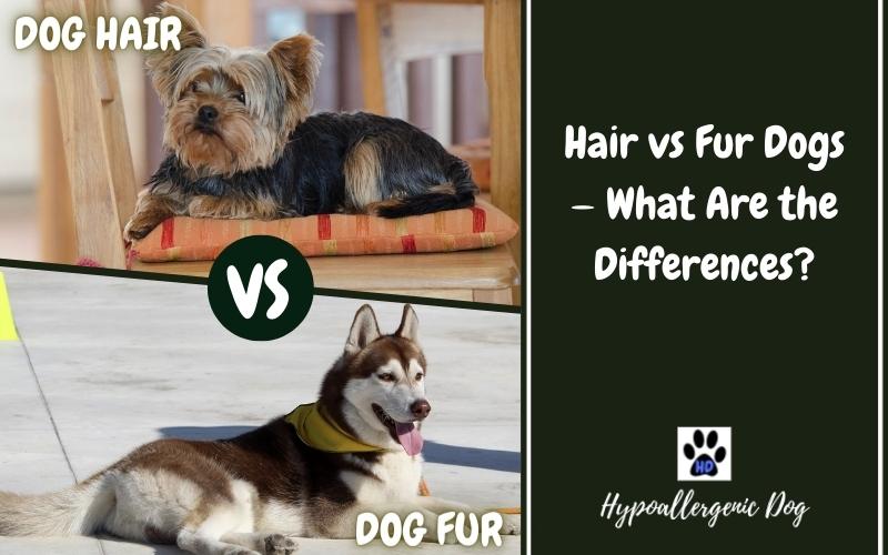 hair vs fur dogs.