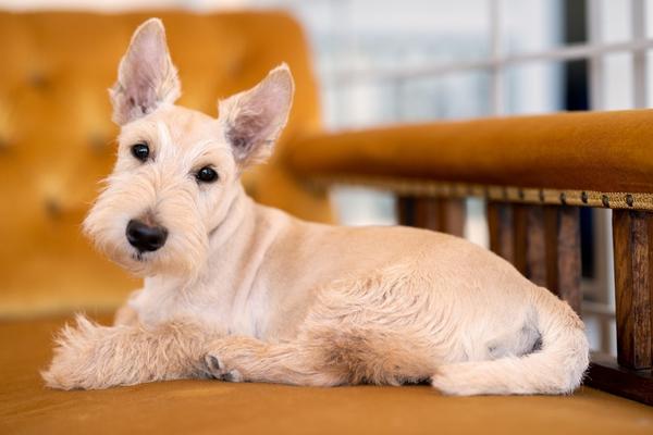 hypoallergenic apartment dog scottish terrier.