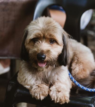 hypoallergenic lap dog lhasa apso.