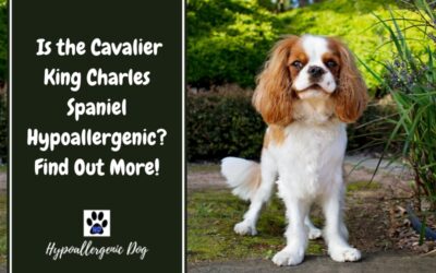 Is the Cavalier King Charles Spaniel Hypoallergenic?
