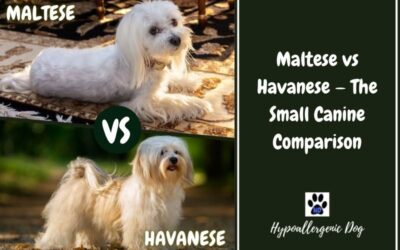 Maltese vs Havanese — The Small Canine Comparison