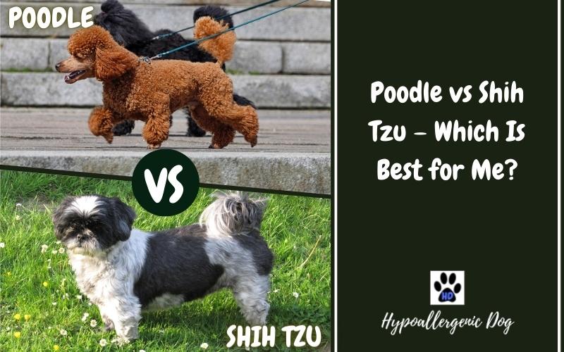 Poodle vs Shih Tzu – Which Is Best for Me?