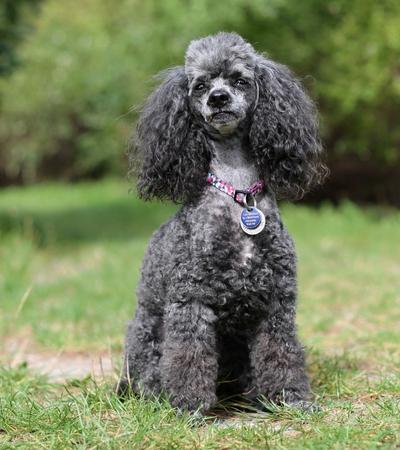 Miniature poodle weight.