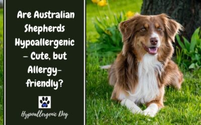 Are Australian Shepherds Hypoallergenic — Cute, but Allergy-friendly?