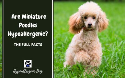 Are Miniature Poodles Hypoallergenic?