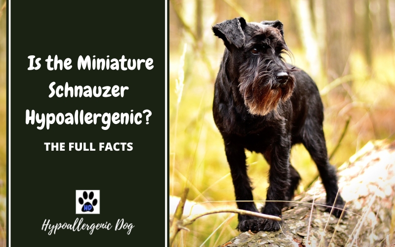 are miniature schnauzers hypoallergenic dogs.