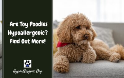 Are Toy Poodles Hypoallergenic?