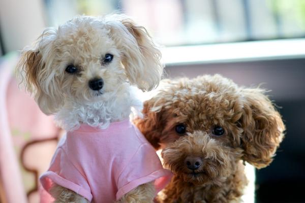 are toy poodles hypoallergenic.