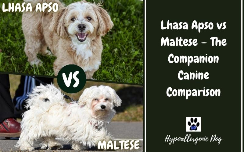 Lhasa Apso vs Maltese — The Companion Canine Comparison