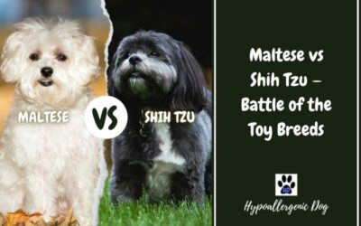 Maltese vs Shih Tzu — Battle of the Toy Breeds