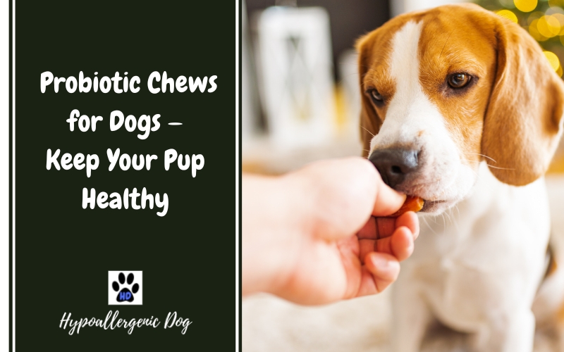 probiotic chews for dogs.