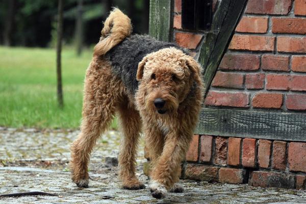 welsh terrier vs airedale size.
