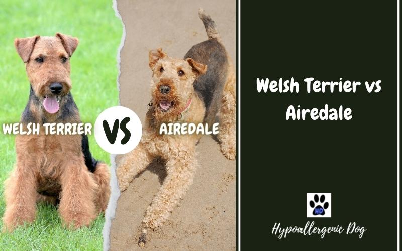 Welsh Terrier vs Airedale