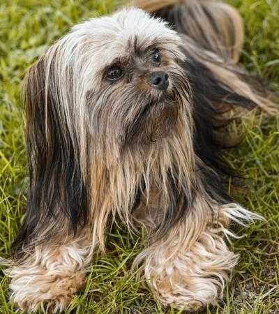 which is better lhasa apso or maltese.