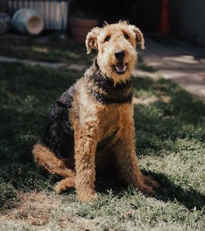 which is better welsh terrier or airedale.