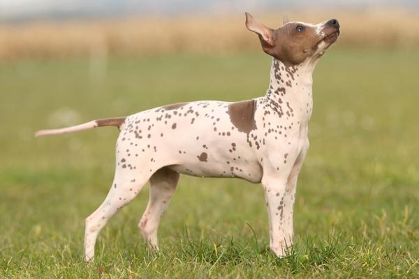 are american hairless terriers hypoallergenic.