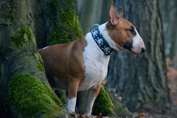 are bull terriers hypoallergenic.