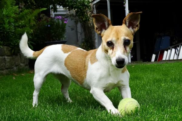 are jack russell terriers hypoallergenic.