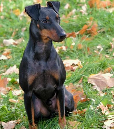 are manchester terriers hypoallergenic.