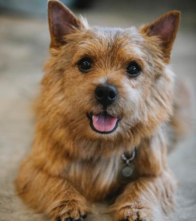 are norwich terriers hypoallergenic.