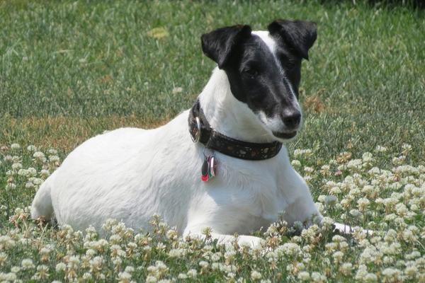 are smooth fox terriers hypoallergenic.
