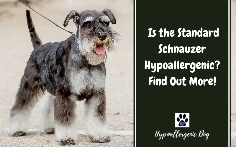 are standard schnauzers hypoallergenic dogs.