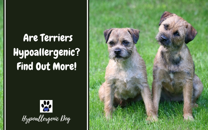 are terriers hypoallergenic dogs.
