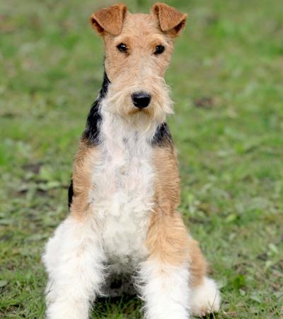 are wire fox terriers hypoallergenic.
