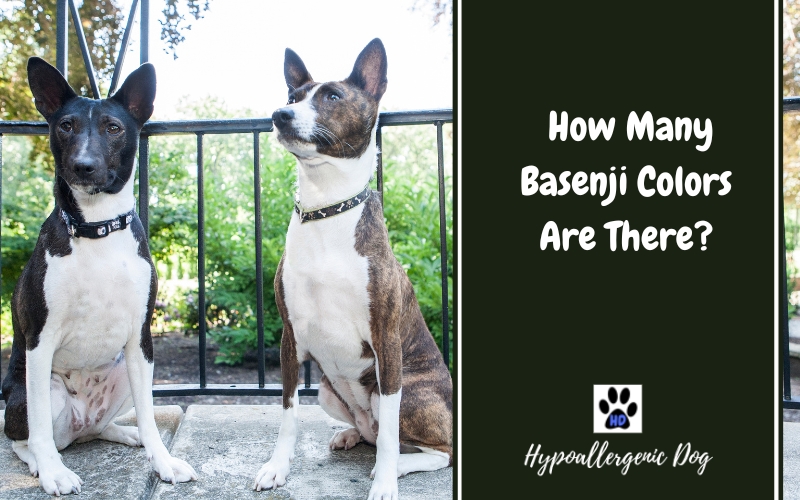 How Many Basenji Colors Are There?