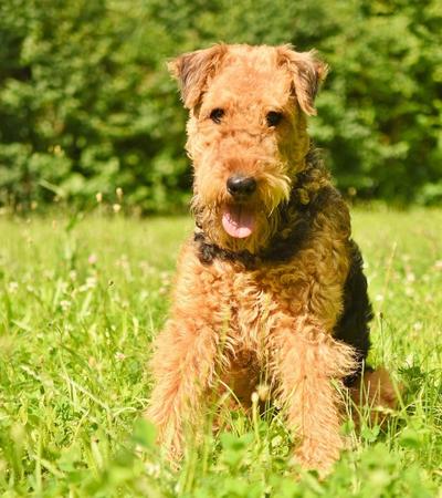 dogs that look like poodle airedale terrier.