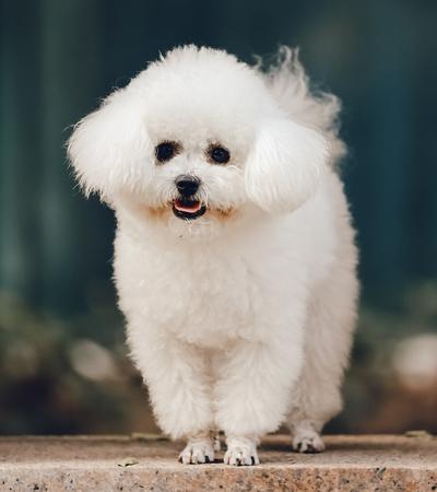 dogs that look like poodle bichon frise.