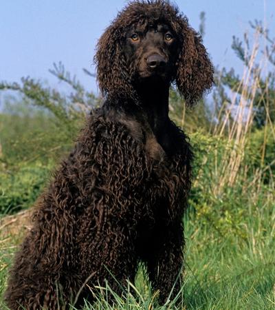 dogs that look like poodle irish water spaniel.