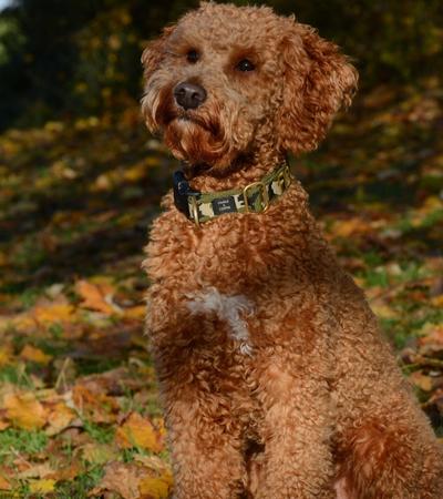 dogs that look like poodle lagotto romagnolo.