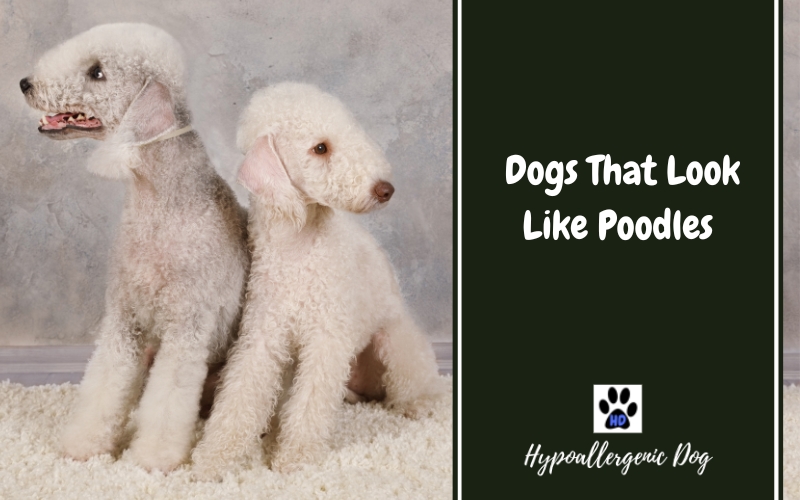 dogs that look like poodles.