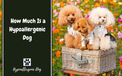 How Much Is a Hypoallergenic Dog