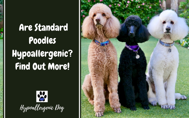 Are Standard Poodles Hypoallergenic?
