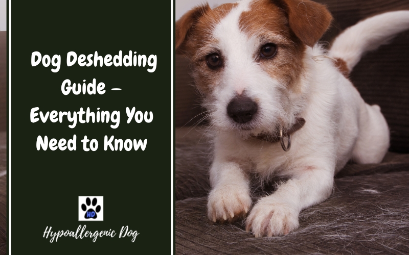 Dog Deshedding Guide — Everything You Need to Know