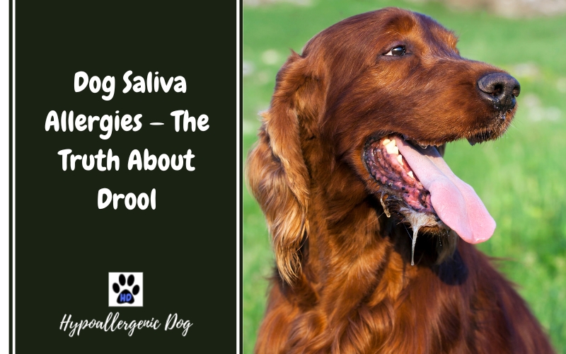 Dog Saliva Allergies — The Truth About Drool