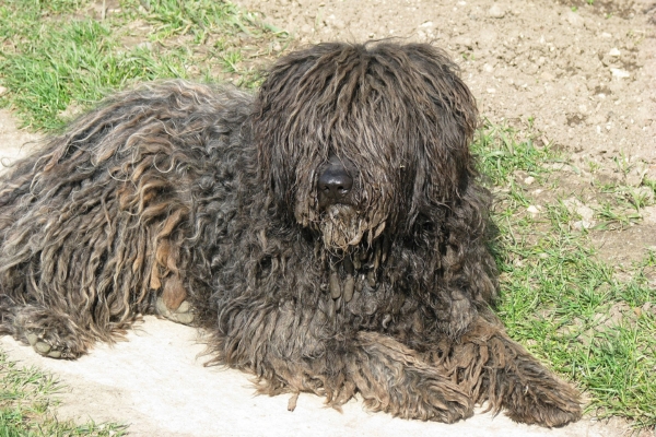 dog similar to portuguese water dog.