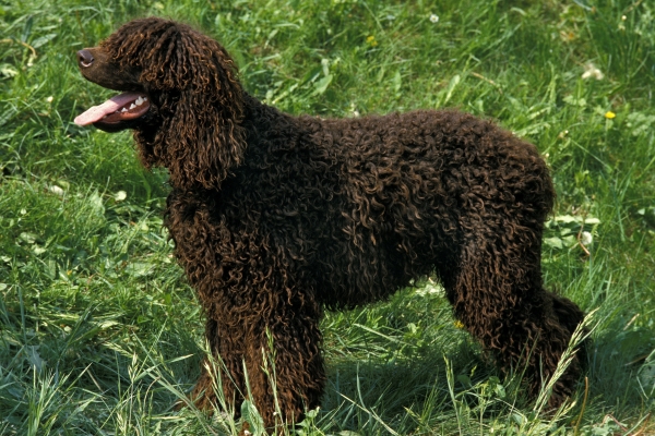 dogs like portuguese water dogs.