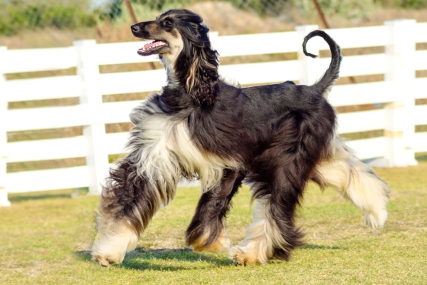 how much do afghan hounds cost.