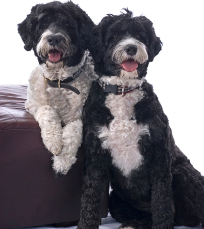 how much do portuguese water dogs cost.