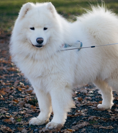 how much do samoyeds cost.