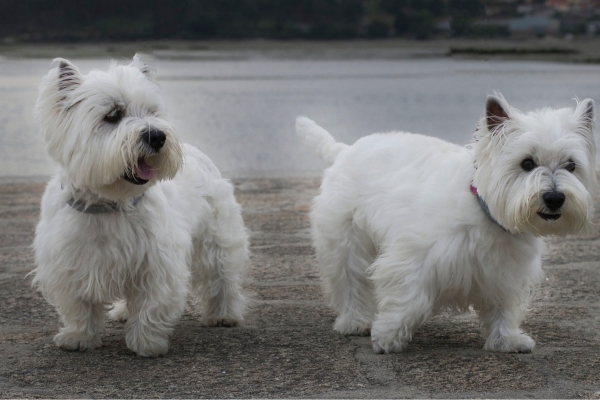 how much do west highland white terriers cost.